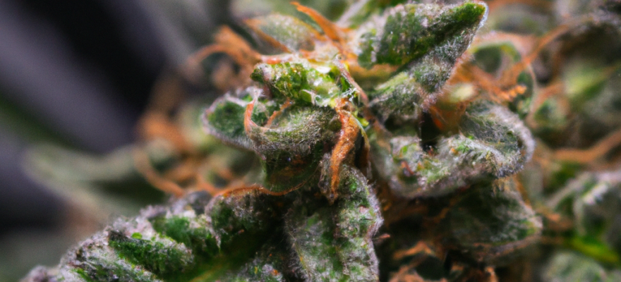 Amnesia Haze 20% THC od Medezin