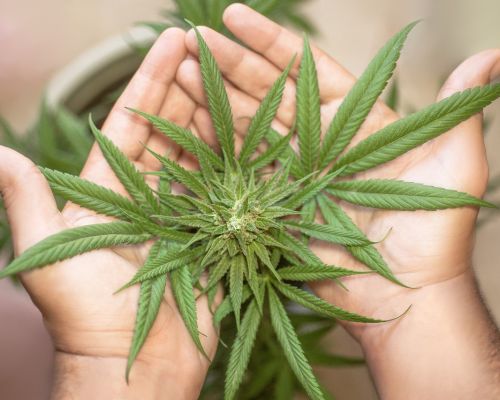 la confidential aurora201