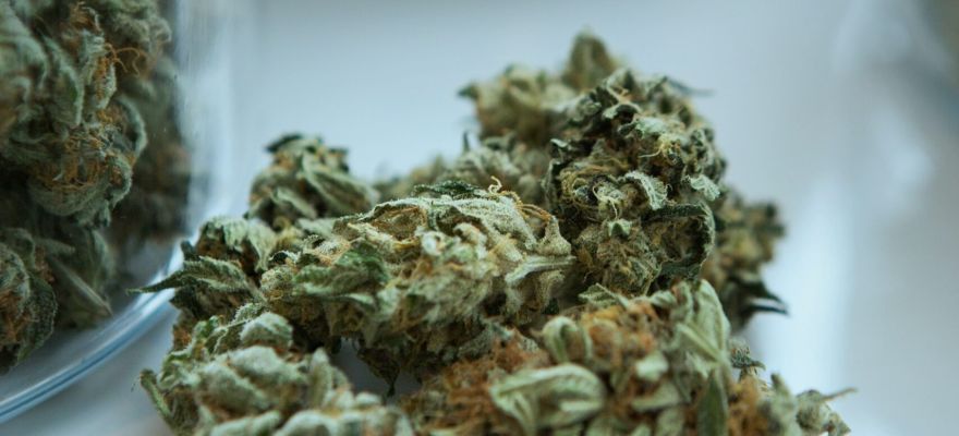 Island Sweet Skunk S-lab