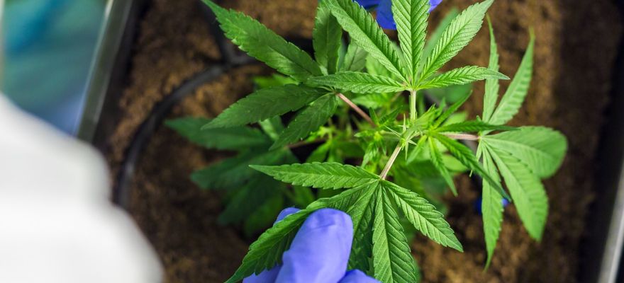 Equiposa Aurora 8% THC CBD ≤ 1%