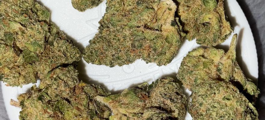 Aurora 29 (Sourdough) – Najsilniejsza medyczna marihuana 29% THC