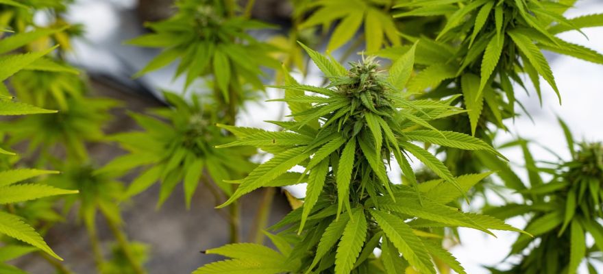 Marihuana medyczna Bydgoszcz &mdash; dla kogo jest medyczna marihuana?