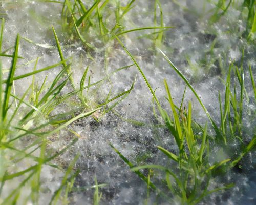 medyczna marihuana astma