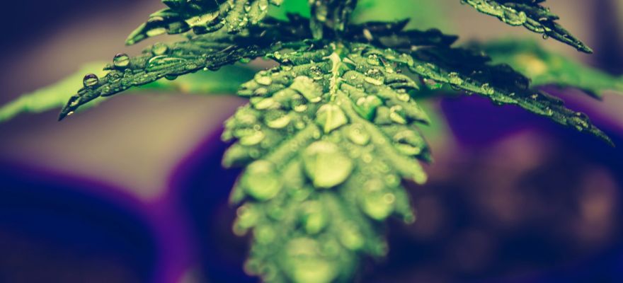 Terapia medyczną marihuaną w chorobie Parkinsona 1 Terapia medyczną marihuaną w chorobie Parkinsona