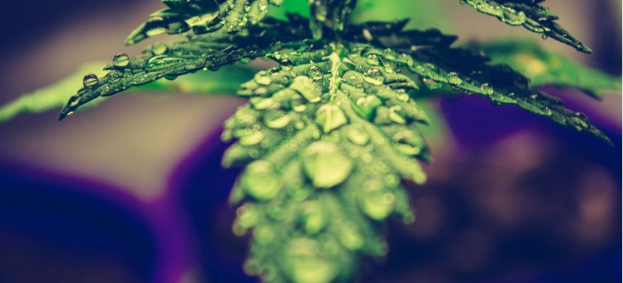 Terapia medyczną marihuaną w chorobie Parkinsona 1 Terapia medyczną marihuaną w chorobie Parkinsona