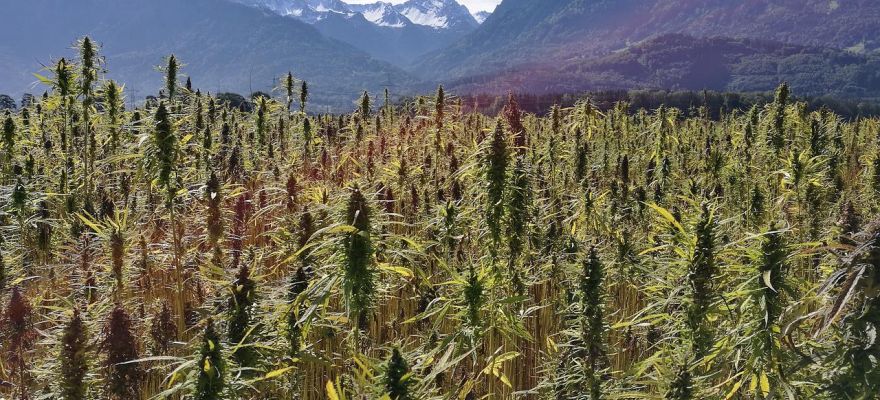 Marihuana medyczna Białystok – co trzeba o niej wiedzieć?