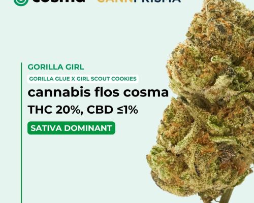gorilla girl cosma