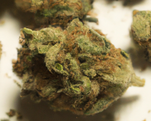 shishkaberry CanPoland