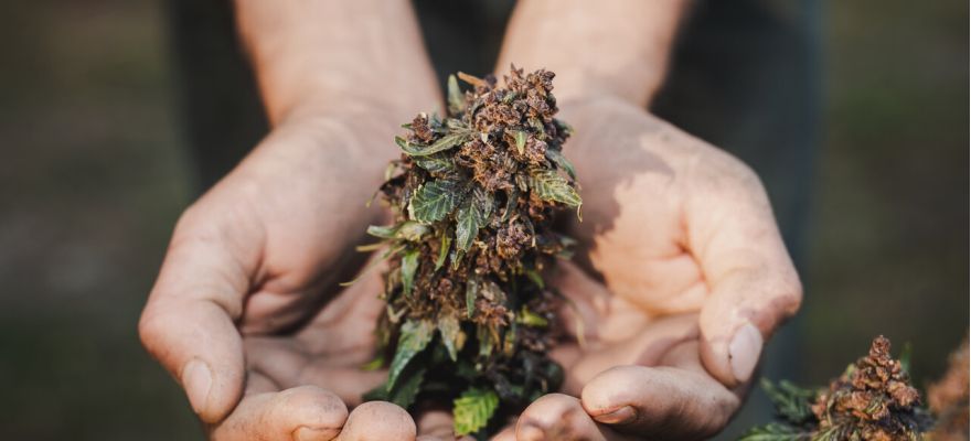 Aurora Delahaze 22% THC CBD ≤ 1%