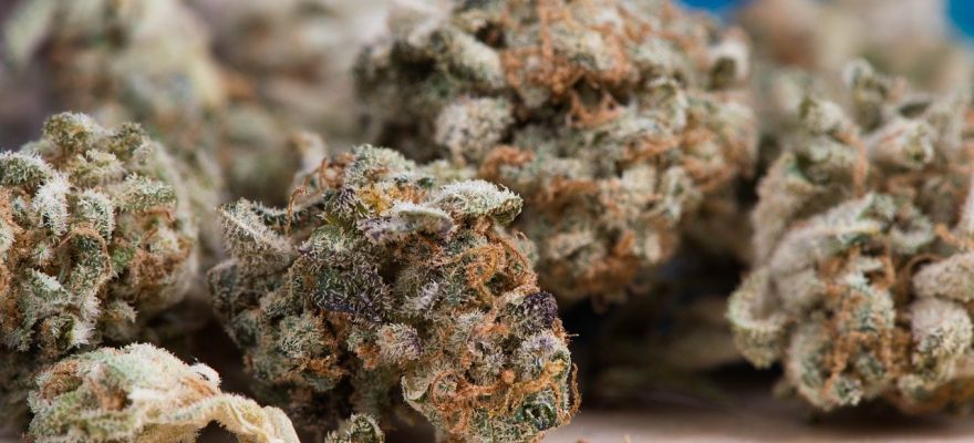 Marihuana medyczna Rzeszów - jak ją zdobyć? 1 Marihuana medyczna Rzeszów – jak ją zdobyć?