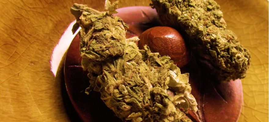 S-lab Girl Scout Cookies THC 18% CBD &le; 1%