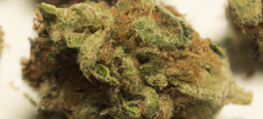 Shishkaberry CanPoland