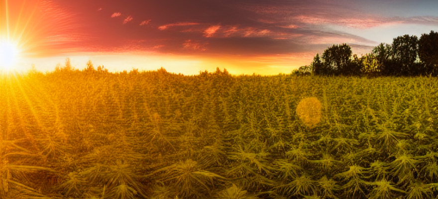 Jakie są różnice między THC a CBD?