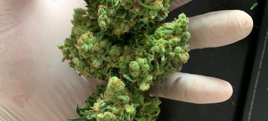Four 20 Pharma Gorilla Glue 22% THC CBD &le; 1%