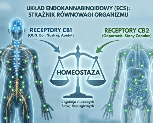 układ endokannabinoidowy